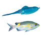 Haider Unger Design und Fotografie Fische